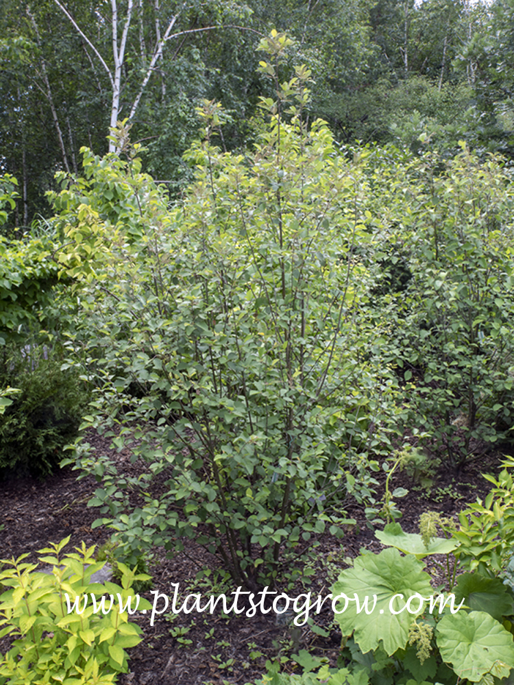 Speckled Alder (Alnus incana ssp rugosa)